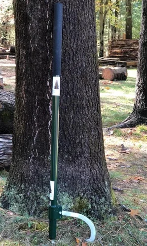 newenglandpine202606041746462731869